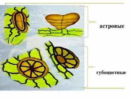 Выделительные ткани какие