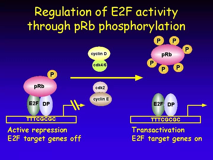 PRB e2f. Ген RB. Cell Cycle e2f RB. Superclasses Transcription Factors. E reg