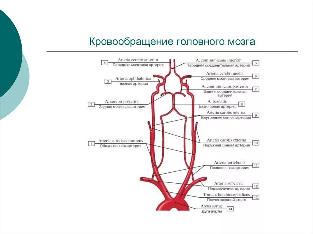 Строение артерий головного мозга. Схема кровоснабжения артерий головного мозга. Кровоснабжение головного мозга анатомия схема. Интракраниальные артерии головного мозга. Круг кровообращения голова