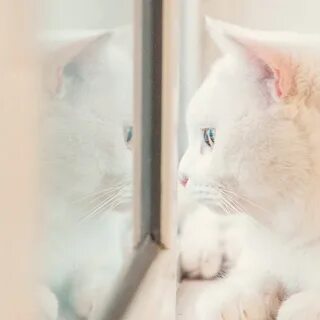 Обернусь я белой кошкой да залезу