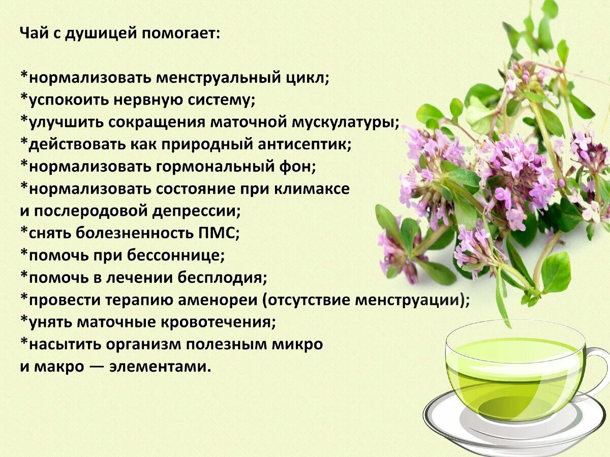 Настойка вред и польза. Душица. Чай из душицы. Отвары из лекарственных трав. Травяной чай из душицы.
