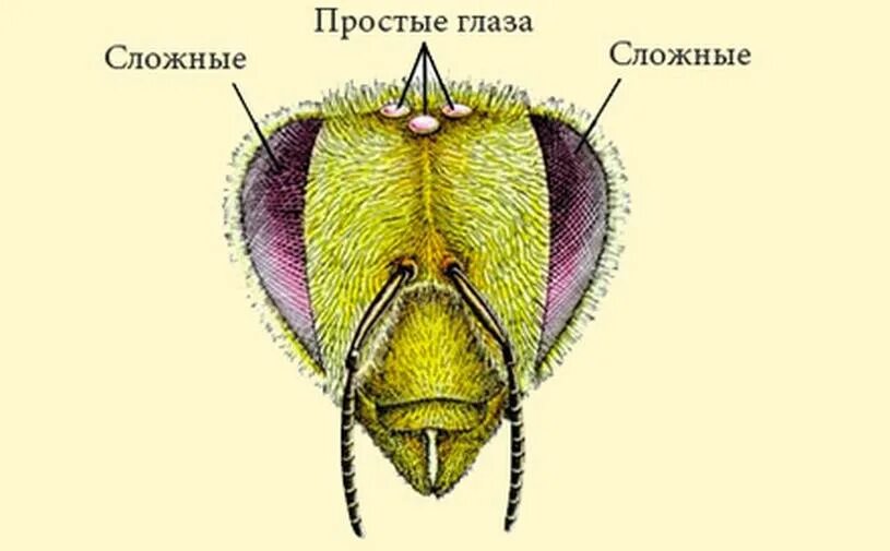 Кто имеет сложные глаза. Строение простого глаза насекомого. Строение фасеточного глаза пчелы. Кто имеет сложные глаза. Зрение членистоногих.