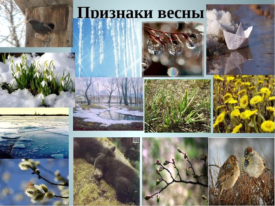 Явления животных