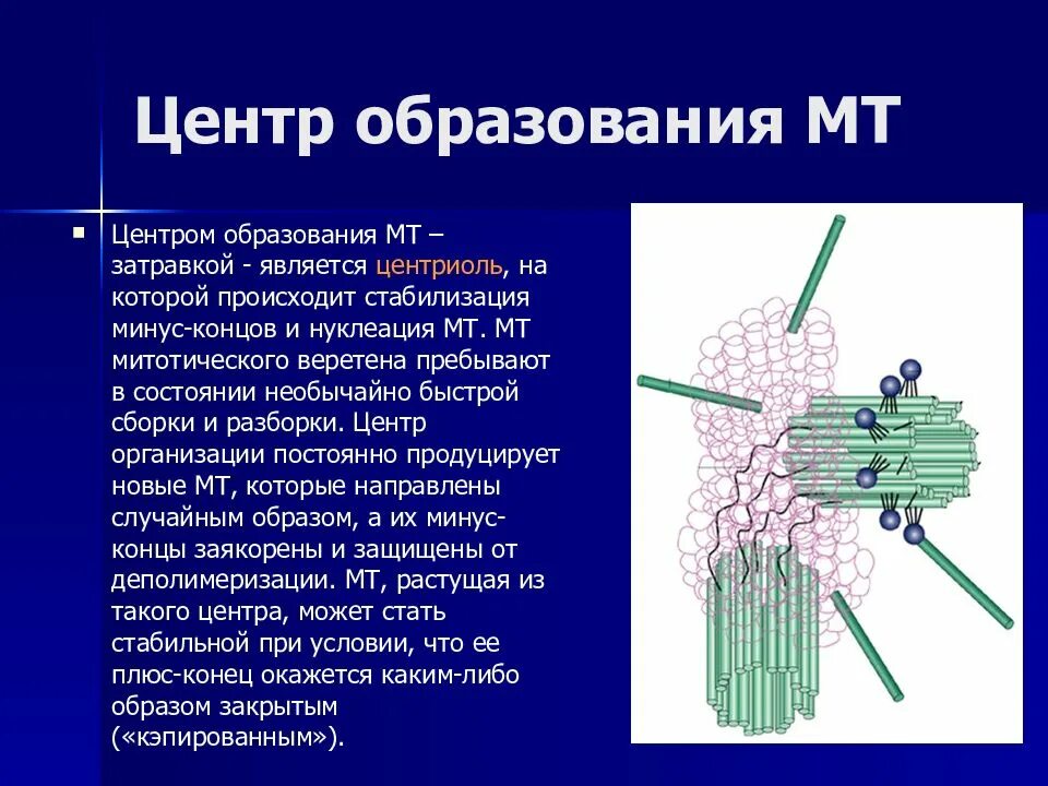 Центриоль формирование хромосом. Центриоль. образование центриолей. дупликация центриолей. микротрубочки центриоли (образуют центросферу).