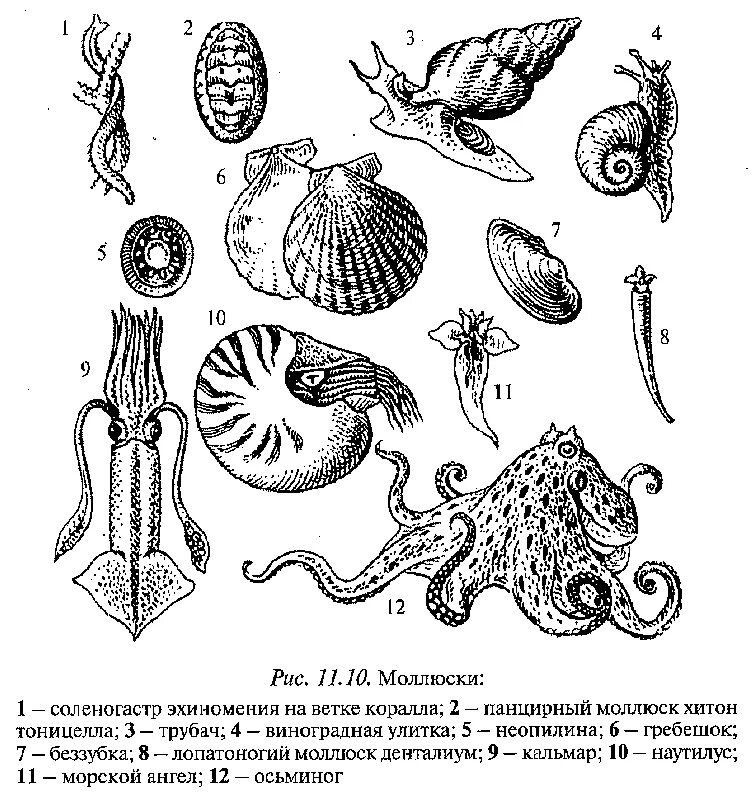 Брюхоногие моллюски и двустворчатые моллюски. Пресноводные брюхоногие моллюски представители. Брюхоногие и головоногие. Брюхоногие моллюски систематика.