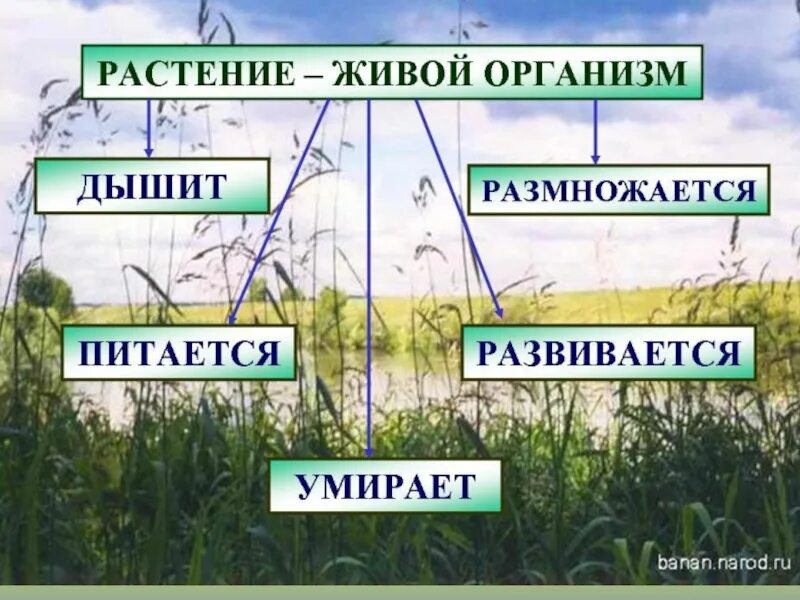 Почему растения живые организмы