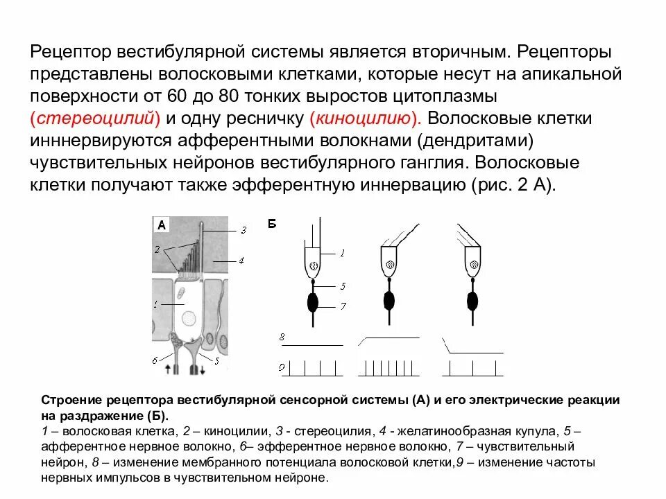 Рецептор анализатор вестибулярный структура. Строение рецепторов вестибулярной системы. Строение рецептора. Строение вестибулярного рецептора.