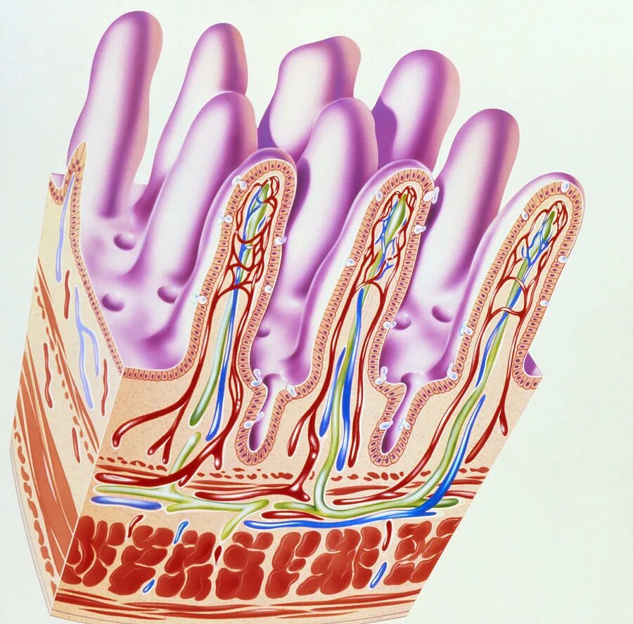 Функция ворсинок тонкого кишечника. Тонкий кишечник строение анатомия. Тонкая кишка кишечная Ворсинка. Тонкая кишка анатомия строение.