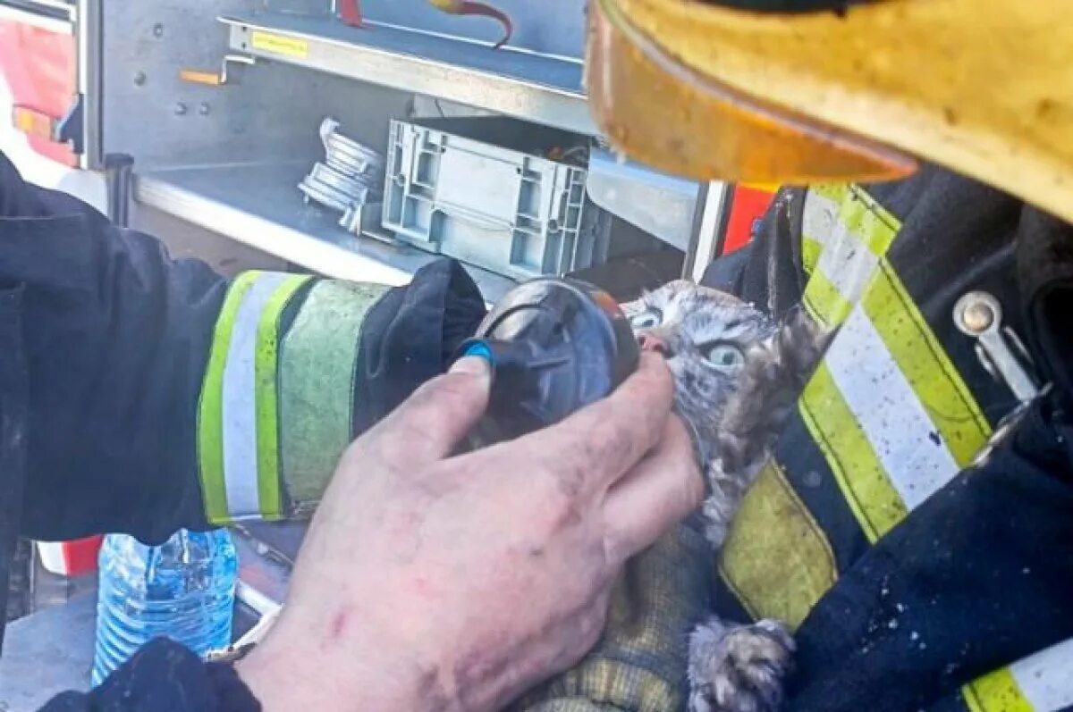 Как реанимировать котенка. Мчс спасли котенка.