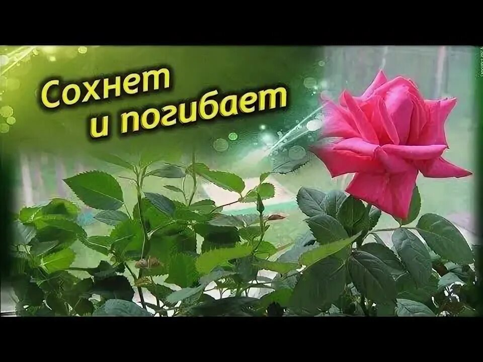 Видео сохнет. Засохшая вишня. На липе сохнут ветки. Монилиоз войлочной вишни. Почему желтеет скальный можжевельник.