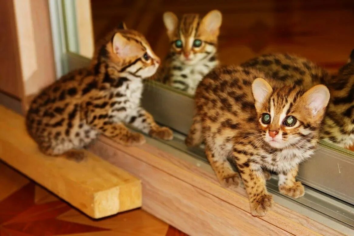 Кошки купить гомель. Азиатская леопардовая кошка. Алк азиатский леопардовый кот. Дикая Бенгальская леопардовая кошка. Алк леопардовая кошка.