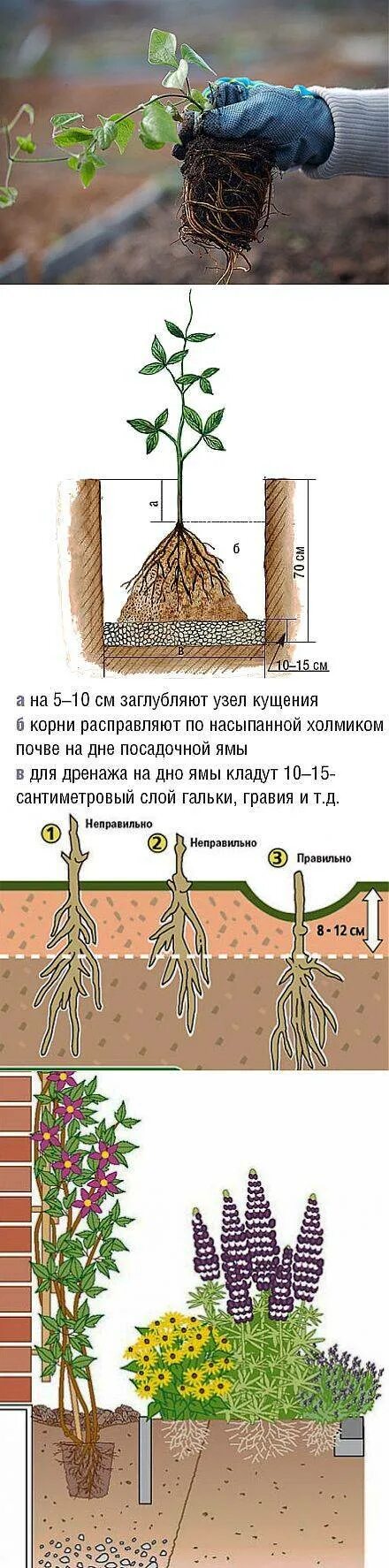 Почва для клематиса. Корневая система клематиса схема. посадка клематисов. схема посадки клематиса в открытый грунт. посадка клематиса весной в открытый грунт.