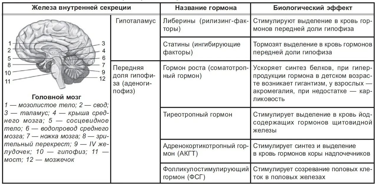 Железы в организме человека таблица. Эндокринная система таблица железы гормоны функции. Таблица железы внутренней секреции 8 класс. Функции желез внутренней секреции таблица 8 класс биология. Таблица желез внутренней секреции 8 класс.