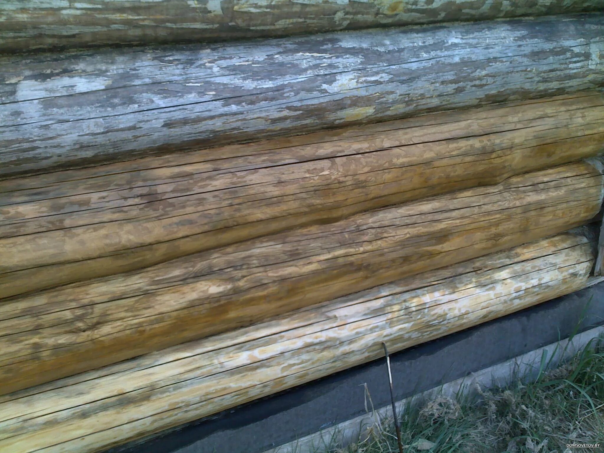 отбеливание сруба. потемневшее дерево. шлифованное бревно. грибковые поражения древесины. пропитка для бруса цвета.