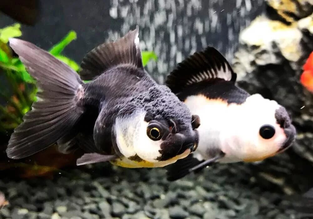 Панда рыбка аквариумная фото Panda Botia Acquari pesci, Pesce tropicale, Pesce esotico