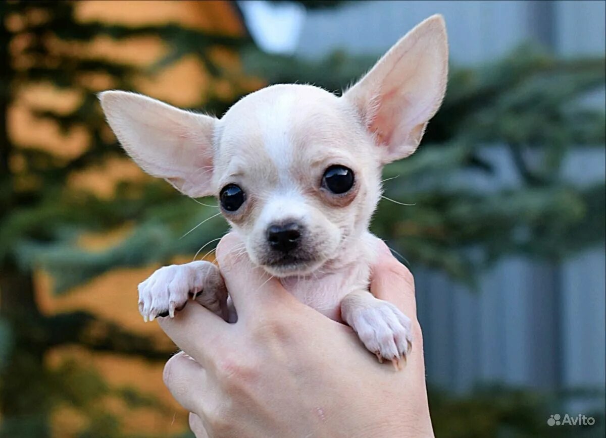 Чихуахуа. Чихуахуа мини питомник. Чихуахуа мини. Чихуахуа мини рыжая. Чихуахуа мини сумочные.