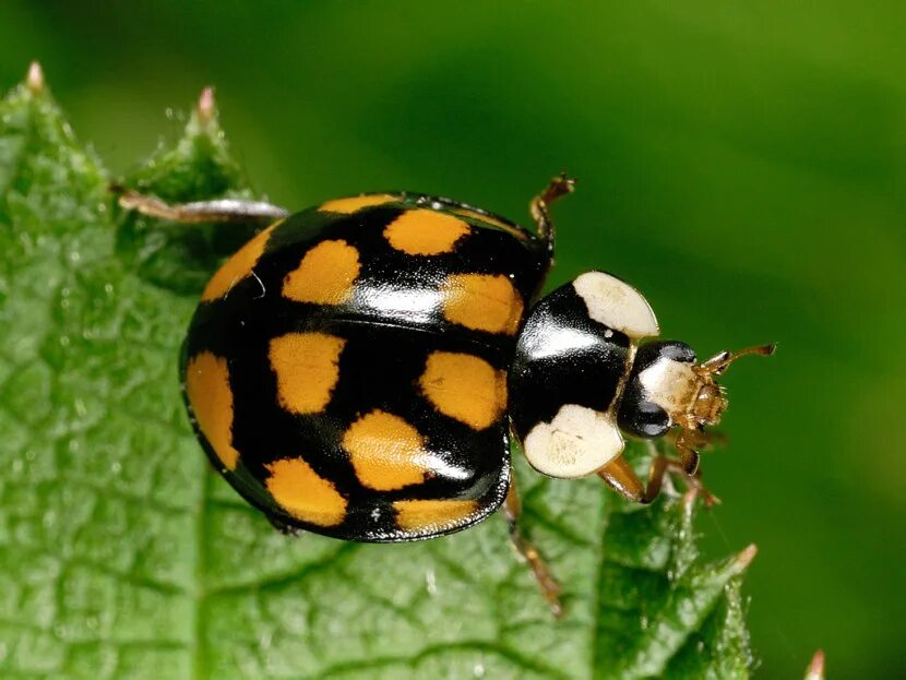 У жука 6 лапок. Божья коровка Harmonia axyridis. Люцерновая двадцатичетырёхточечная коровка. Жук коровка люцерновая. Черная Божья коровка четырнадцатиточечная.