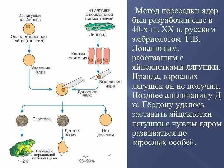 Метод пересадки ядер