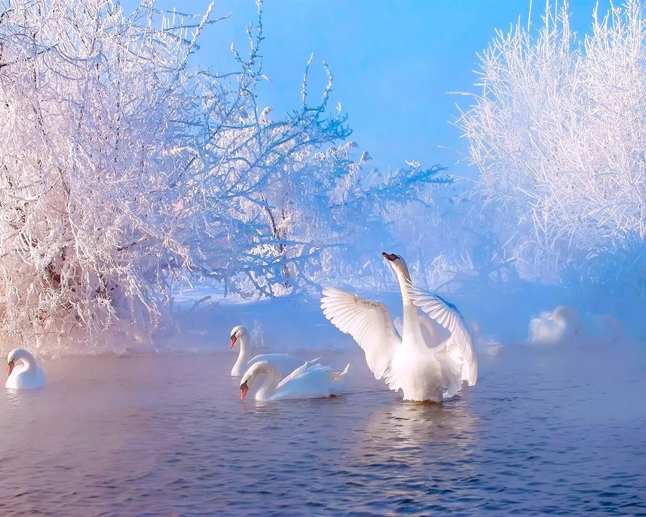 Природа снег птица. Лебединое озеро белый лебедь. Лебеди на озере. Лебеди зимой. Красивые пейзажи с лебедями.