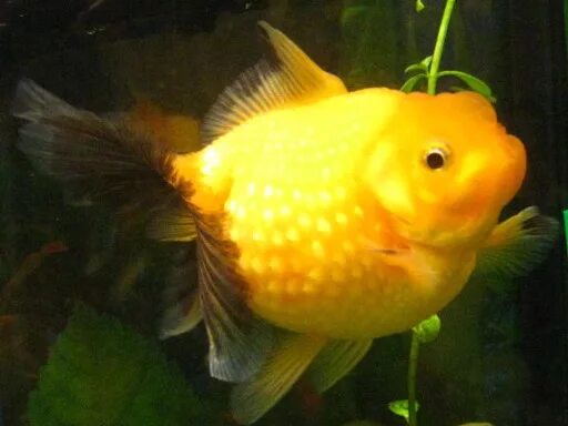 Золотая рыбка Жемчужина львиноголовая. Аквариумная Золотая рыбка болезни водянка. Водянка у золотой рыбки. Львиноголовые золотые рыбки аквариумные.