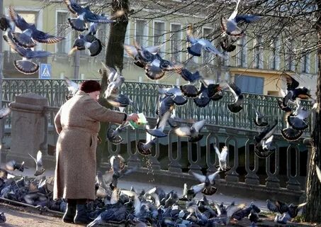 Оборудование за наблюдения поведения сизых голубей