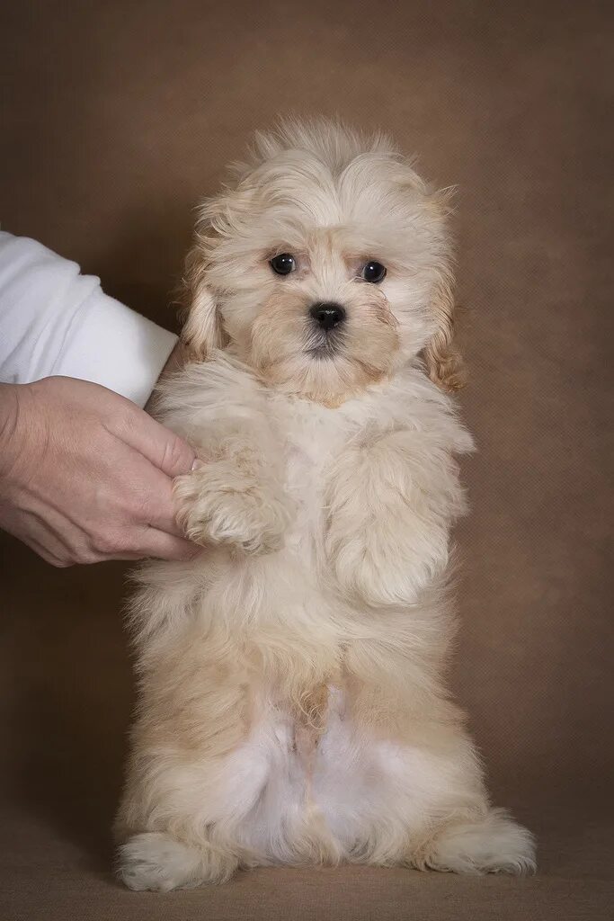 кокапу порода. стрижки мальтипу мальчиков. стрижка мальтипу. мальтипу ф1. стрижки мальтипу мальчиков.