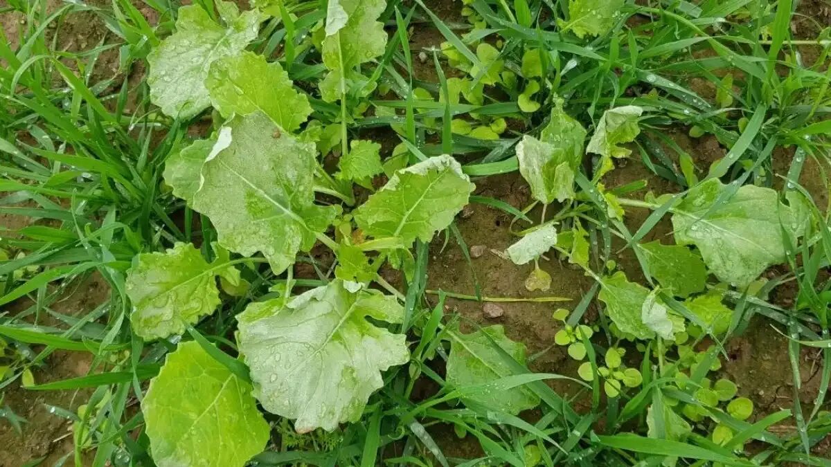 Лебеда. Сорняк горец всходы. Сорняки на поле. Сорные растения на пшенице. Сорные растения на полях яровой пшеницы.