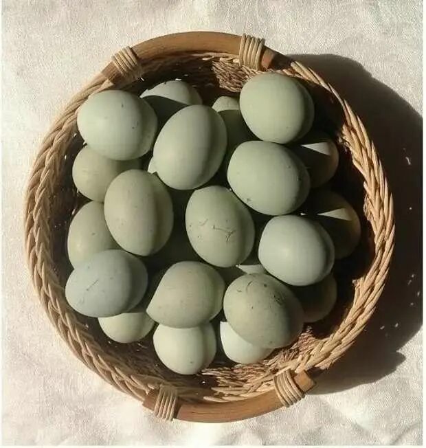 Яйцо 200 рублей. Яйца утки Араукана. Зелёные куриные яйца. Оливковые яйца. Зеленые яйца порода.