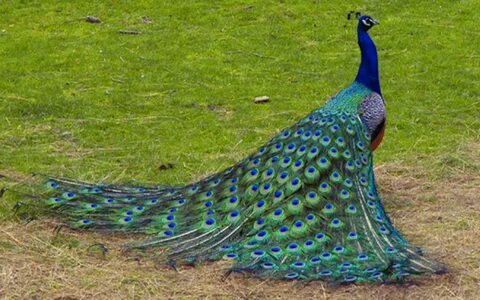 Peacock перевод