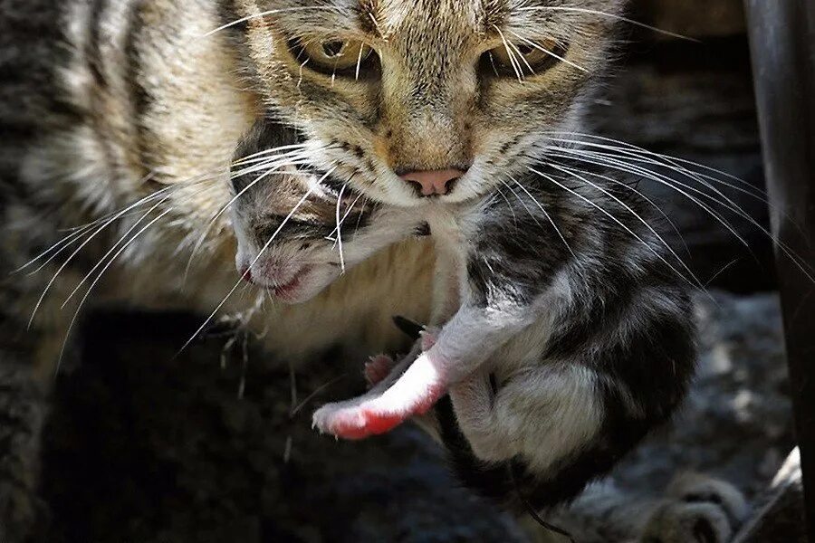 Кот терпит. Кошка несет котенка. Кот несет в зубах. Кошка переносит котят.