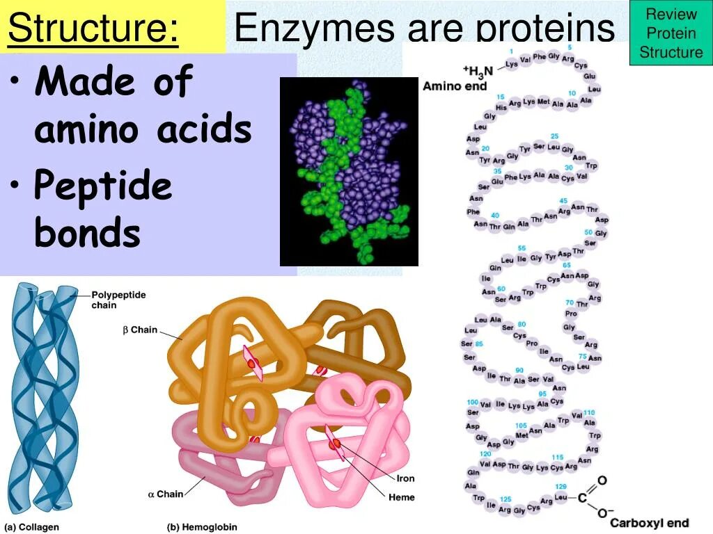 Что делают белки ферменты. Белки ферменты. Enzymes are Proteins. Ферменты протеины. Enzymes structure conjugated Proteins.