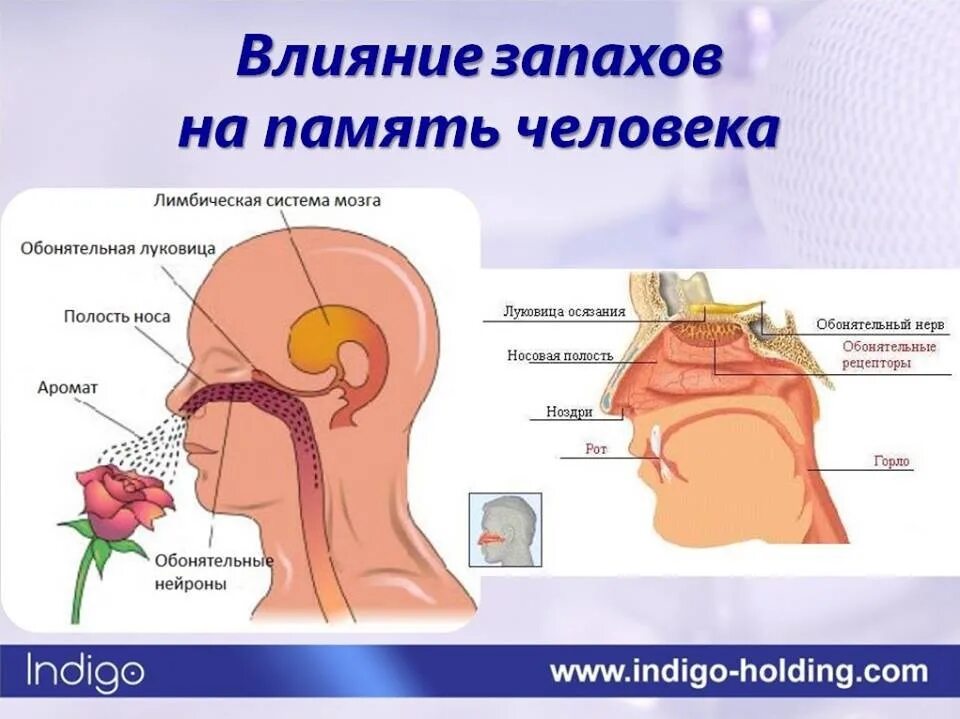 Обонятельная память. Восприятие запахов. Обоняние. Влияние запахов на человека. Зона обонятельно вкусовая