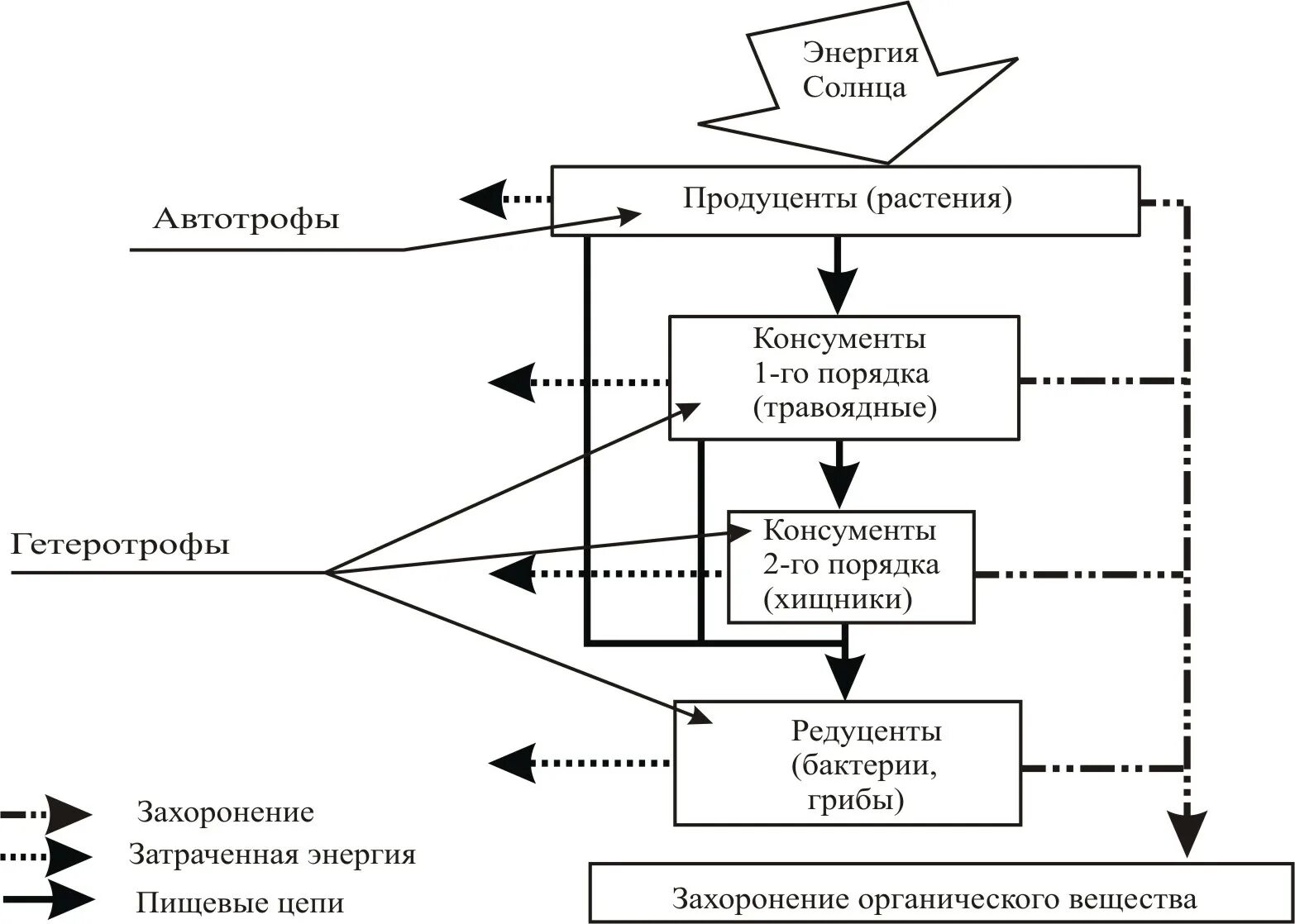 Соотношение продуцентов и консументов