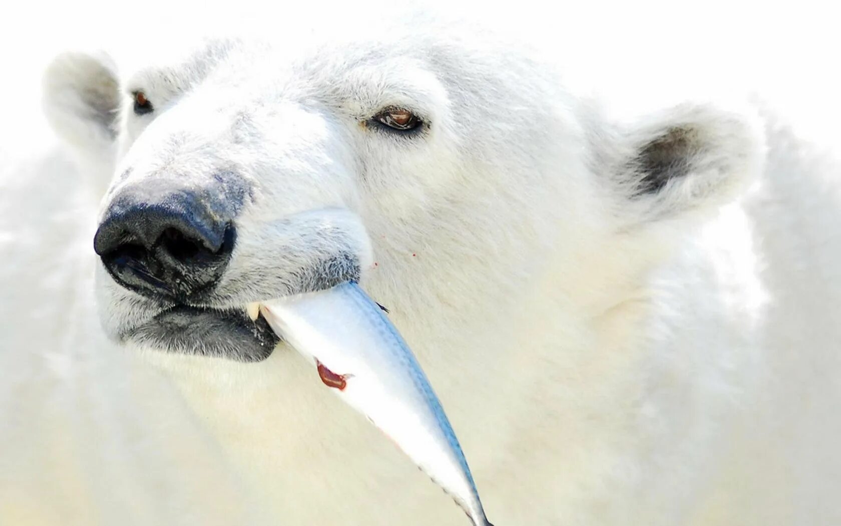 Белый медведь с рыбой в зубах. Белый медведь питается. Белый медведь охотится за рыбой. Роев ручей белый мишка. Белый медведь питается.