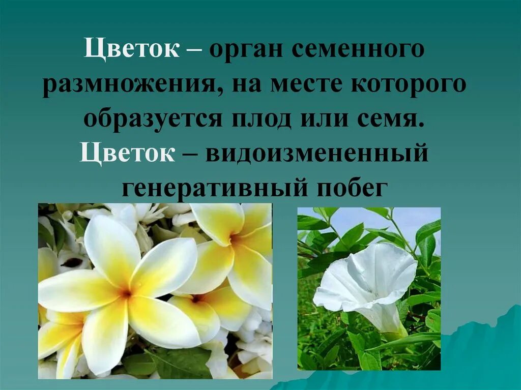 Цветок функции кратко. Цветок орган семенного размножения. Функции цветка. Цветок генеративный орган цветок-орган семенного размножения. Орган из которого образуются плоды у цветка.