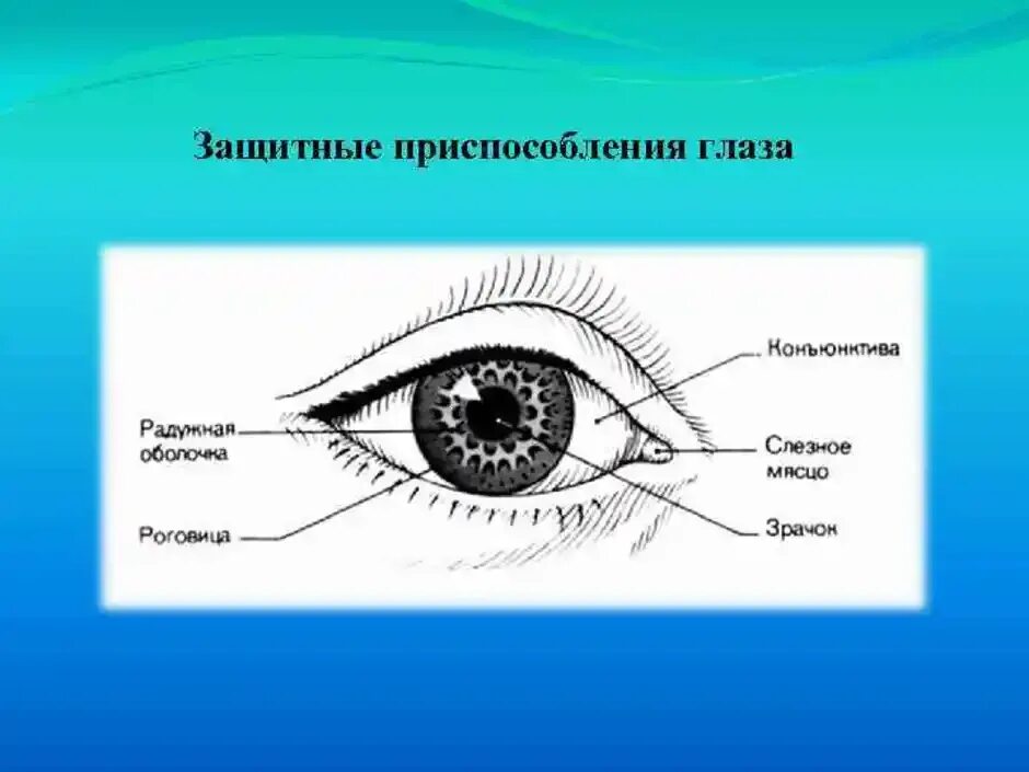 Защитные приспособления глаза. Вспомогательные приспособления глаза. Какие защитные приспособления имеет глаз. Глаз устройство глаза. Какое строение имеет глаз