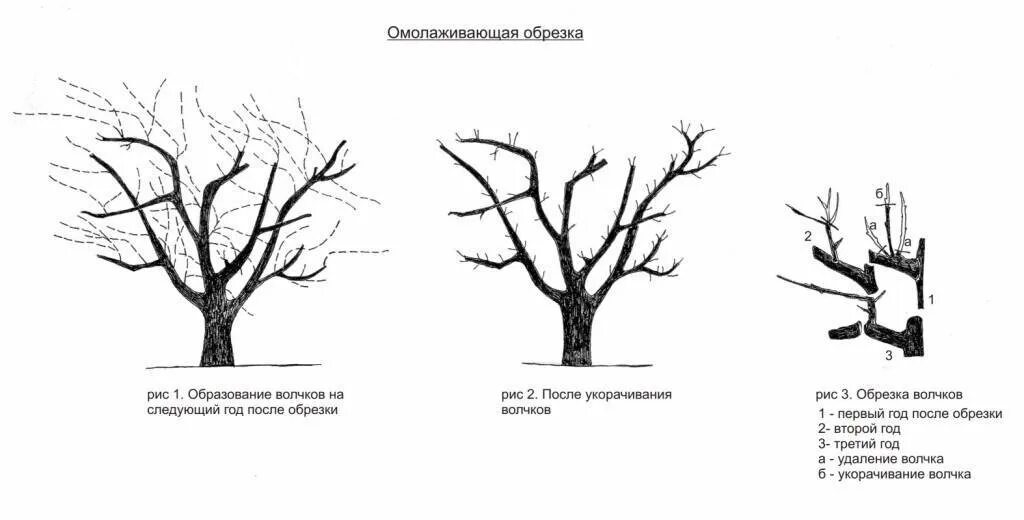 Обрезка абрикоса весной схема. Омолаживающая обрезка яблони весной схема. Схема омолаживание яблони обрезкой. Обрезка вишни весной схема. Обрезка абрикоса весной как обрезать дерево правильно