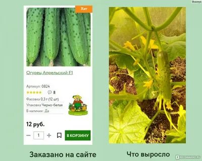 Огурцы форсаж описание