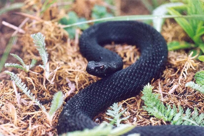 Какие змеи черные. Гадюка Никольского (Vipera nikolskii). Змея гадюка Никольского. Черная лесостепная гадюка. Гадюка Никольского, гадюка лесостепная.