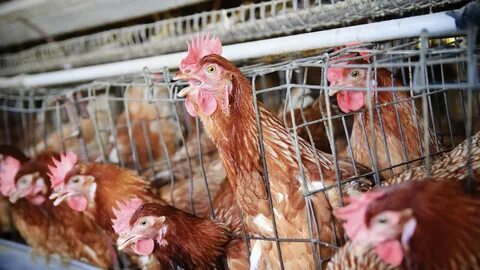 Tosaka chicken farm