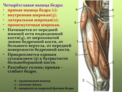 Квадрицепс функции