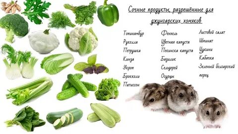 Овощи для хомяка