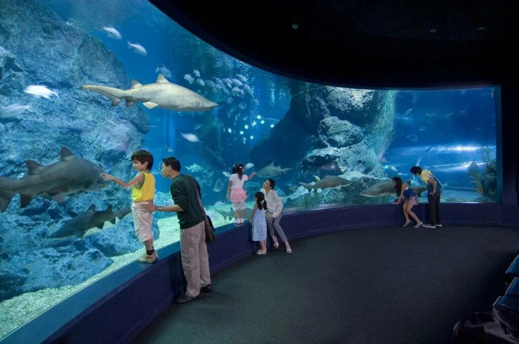 Siam ocean world в бангкоке. Леголенд германия аттракционы. Куда можно сводить класс. Торговый центр рио москва океанариум. Океанариум москва фото.