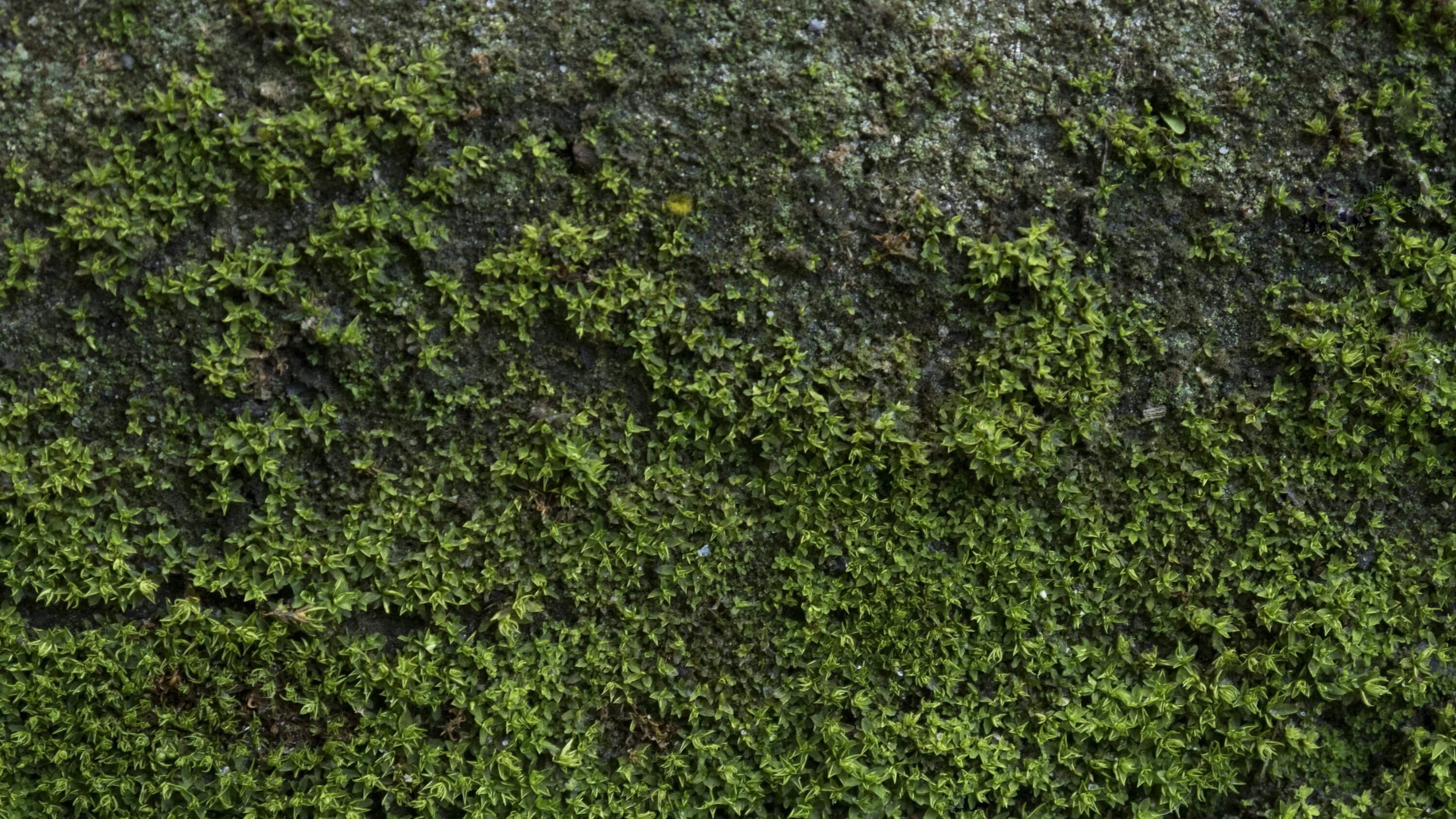 Ground
