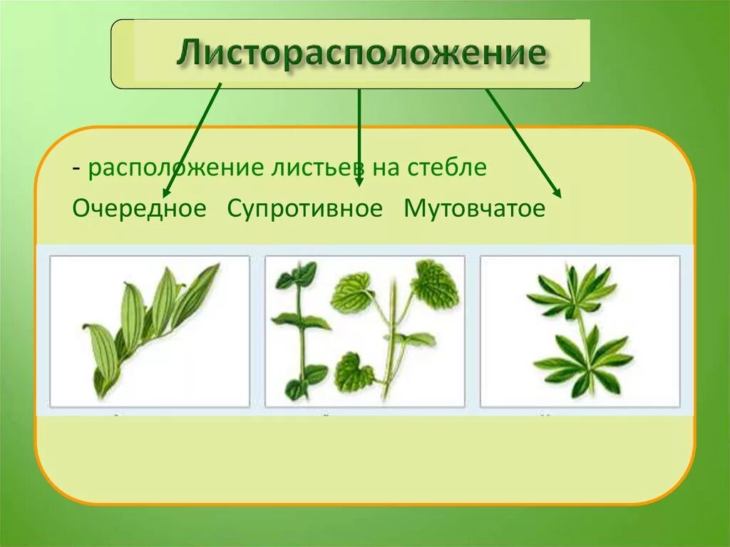 Стебель листорасположение. Строение листа листорасположение. супротивное листорасположение. расположение листьев. расположение листьев на стебле.