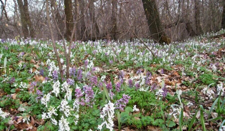 Шагая по пахучему лиственному покрову. Подснежник хохлатка. Весенние первоцветы хохлатка в лесу. Хохлатка малоцветковая. Хохлатка анемона.