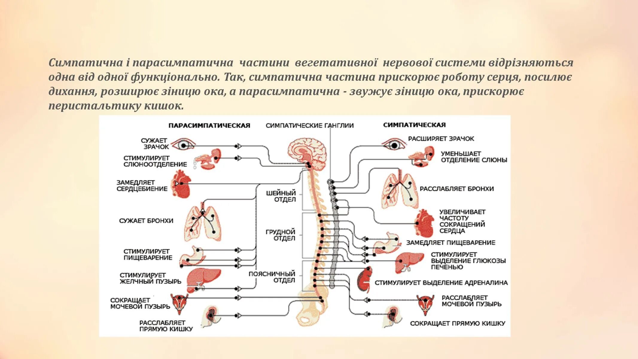 Парасимпатический отдел вегетативной нервной системы. Автономная нервная система: парасимпатическая система. Отделы нервной системы человека симпатическая и парасимпатическая. Центральный отдел парасимпатической нервной системы.