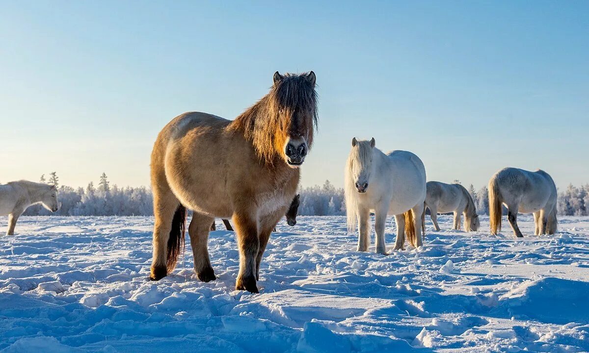 Лошадь порода якутка якутская. Саха ата якутская лошадь. Буланая якутская лошадь. Дикие лошади якутии. Якутская лошадь ясиа.