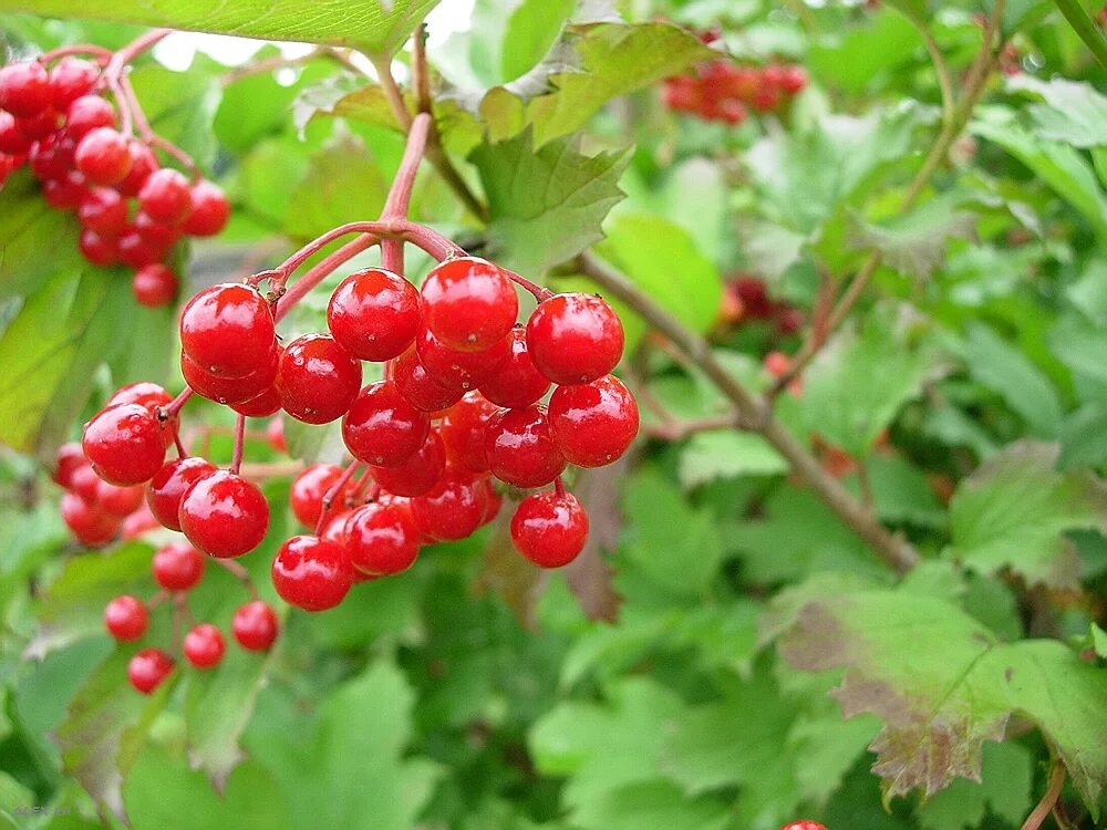 Калину красную давай. Калина красная спб. Когда собирать калину красную. Калина красная. Калину красную давай.