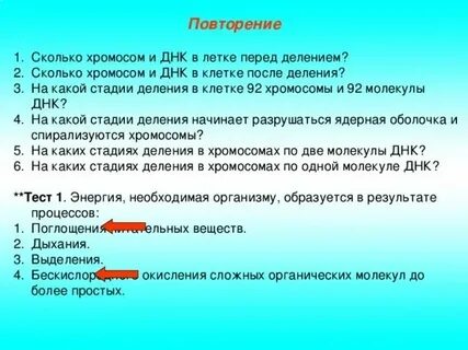 Сколько хромосом в листе огурца